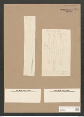 Pleurosigma var. acutiusculum Grun. (de-Toni-Nr.: Genus 13, Species 1076) Zeichnungen Sammlung Grunow Nr. 1955 (NHMW-BOT-W0369096)